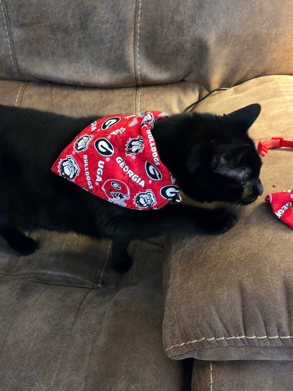 Cat over the collar bandana