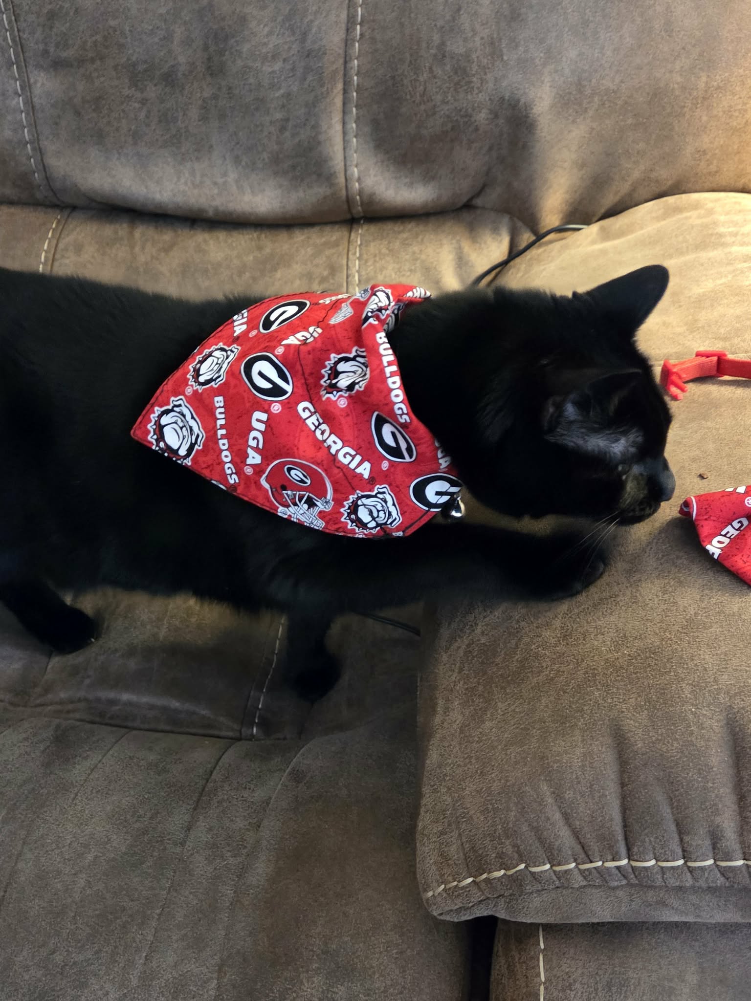 Cat over the collar bandana